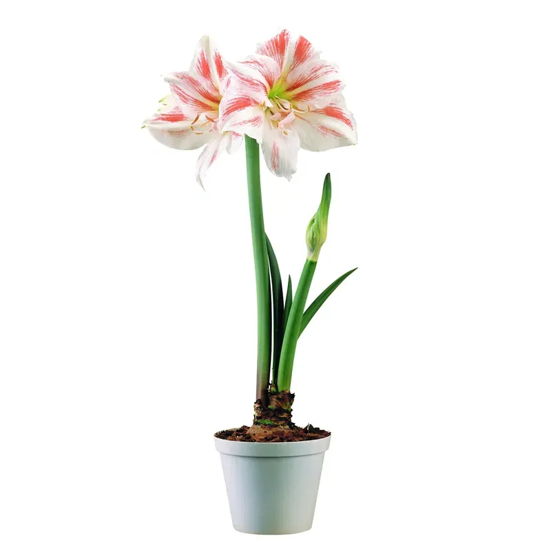 Амариллис бело-розовый горшечный